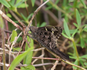 Dorantes Longtail